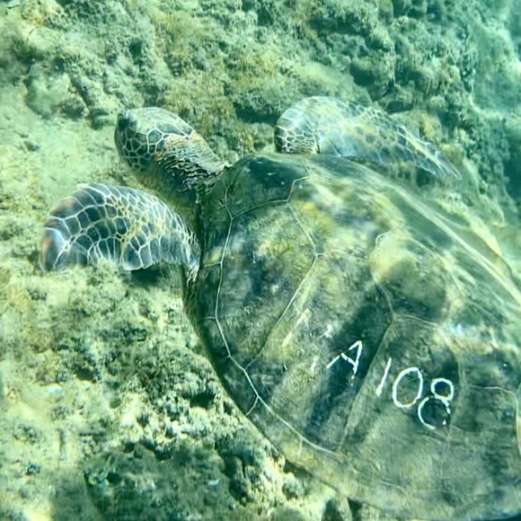 Meet your Posher, Lily - Picture 1 of 1